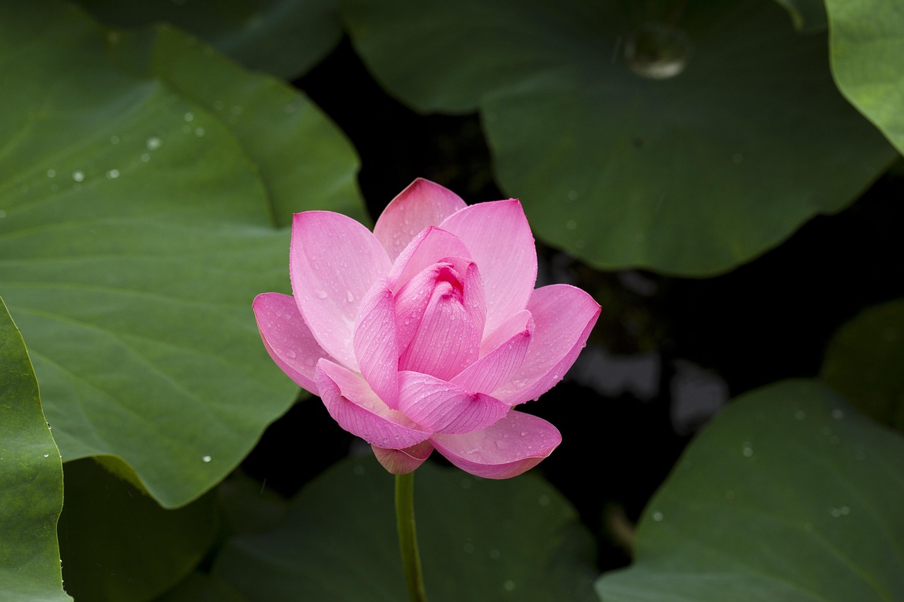 100% Safe Lotus App Download: Step-by-Step Guide for India (2026)
